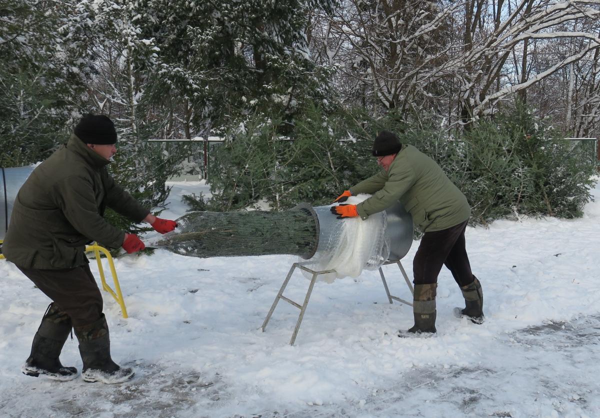 Moda na tradycyjne choinki cięte powraca. W tym roku leśnicy z nadleśnictw na terenie krośnieńskiej RDLP planują sprzedać klientom ponad 5,3 tys. drzewek.<br/>fot.RDLP Krosno