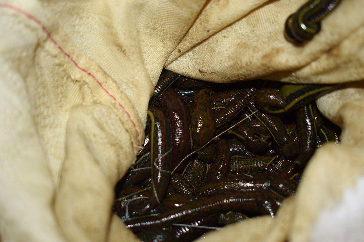 Pijawki o łącznej wadze 12 kg należą do gatunku Hirudo verbana, a ich pozyskiwanie ze środowiska naturalnego jest zakazane na całym terenie Unii Eurupejskiej.  <br/>fot.KAS 