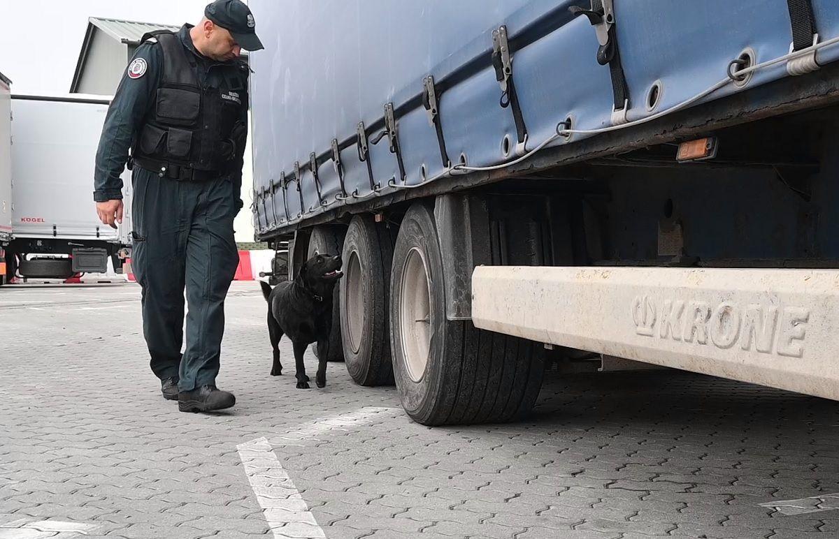 Czujność labradorki Hery pozwala nie tylko udaremnić próby przemytu wyrobów tytoniowych, ale i uratować niewinne szczenięta przed pewną śmiercią. <br/>fot.archiwum KAS