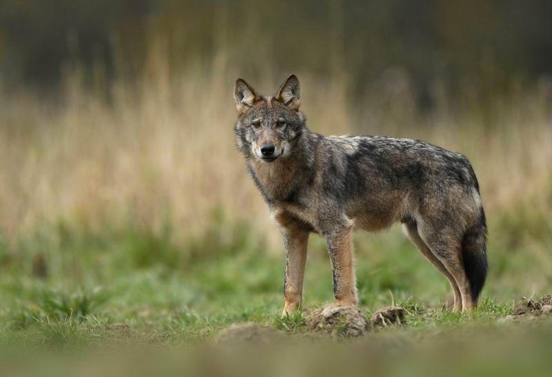 Wilki nie są jednak bezpośrednim zagrożeniem dla człowieka. To zwierzęta ostrożne, wręcz płochliwe – jeśli nie wchodzimy im w drogę, nie atakują, natomiast zawsze wymagana jest rozwaga.<br/>fot.ze zbiorów własnych
