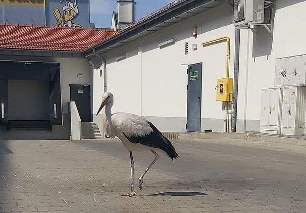Bocian nie potrafił latać.<br/>fot.KPP Jarosław