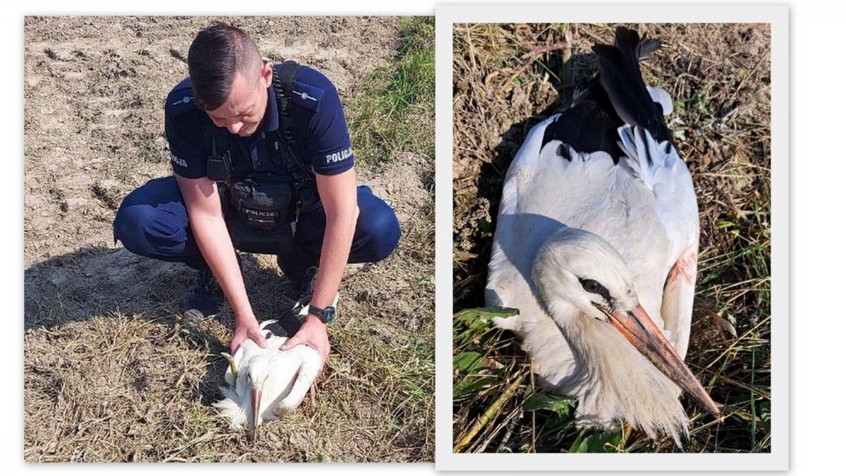 Ptak nie mógł wzbić się do lotu.<br/>fot.KPP Stalowa Wola