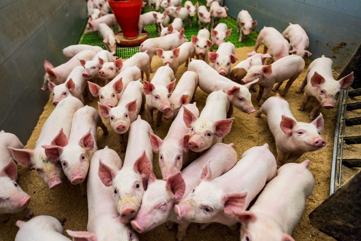 
Jak informuje ministerstwo, „to kolejny nabór wniosków dotyczący refundacji wydatków poniesionych na działania związane z bioasekuracją. Pierwszy raz pomoc na takich warunkach ARiMR uruchomiła w 2018 roku. Od tego czasu przeprowadzono 2 nabory. Wnioski o dofinansowanie złożyło blisko 13,3 tys. roln