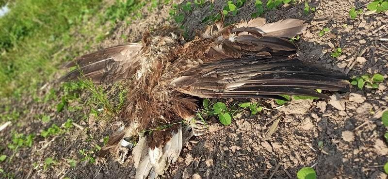 Zaobrączkowany martwy bielik został znaleziony w Orłach. <br/>fot.Nadesłane przez Czytelnika