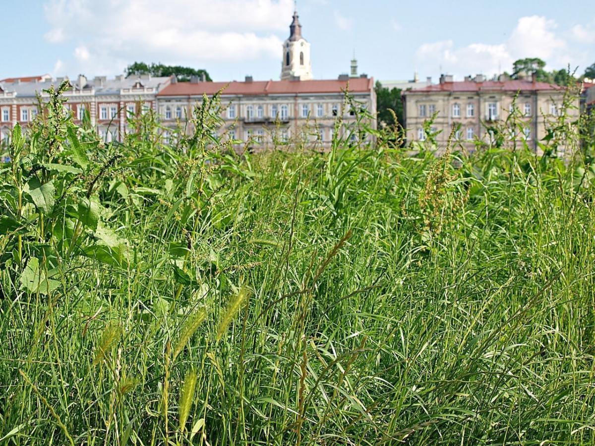 Regularne koszenie traw to jeden z postulatów przewodniczącego Rady Miejskiej w Przemyślu Macieja Kamińskiego. Prezydent Wojciech Bakun odpowiedział, że przeznaczona na to kwota pozwala na maksymalnie pięciokrotne koszenie reprezentacyjnych terenów, takich jak choćby Park Miejski i najwyżej jednokro