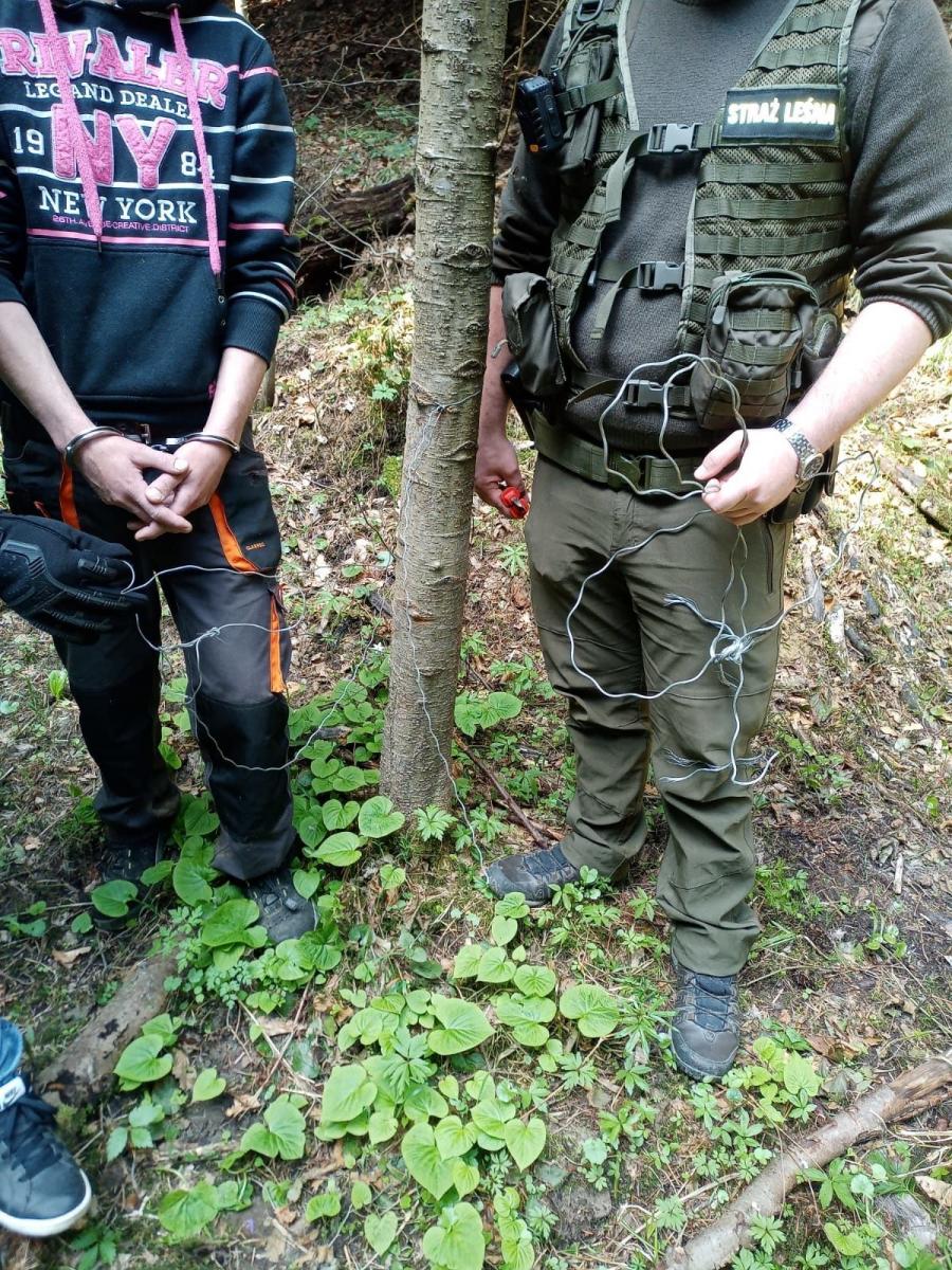 W trakcie wizji lokalnej podejrzany wskazał kolejne 7 założonych przez siebie wnyków.<br/>fot.Maciej Grześków, nadleśnictwo Dynów