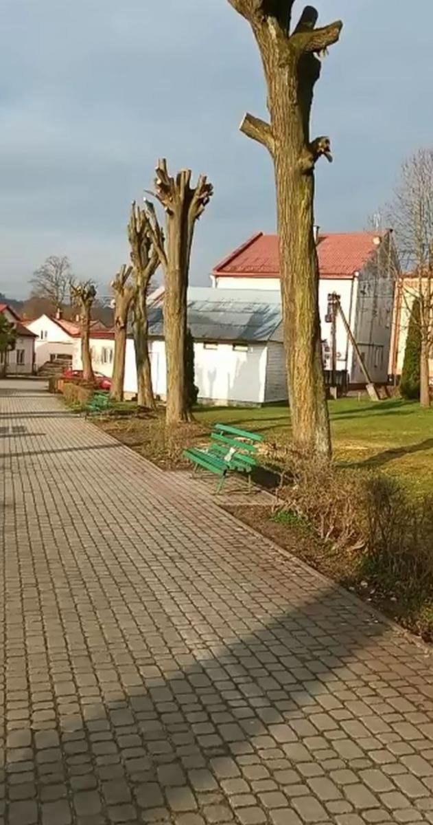 Zdaniem mieszkanki tzw. pielęgnacyjna przycinka drzew w centrum Babic to przycinka na śmierć. Władze gminy zapewniają jednak, że zakres ingerencji był konsultowany z fachowcami, którzy się zajmują takimi sprawami i ci zapewnili, że nie będzie on ze szkodą dla przyrody.<br/>fot.ze zbiorów własnych