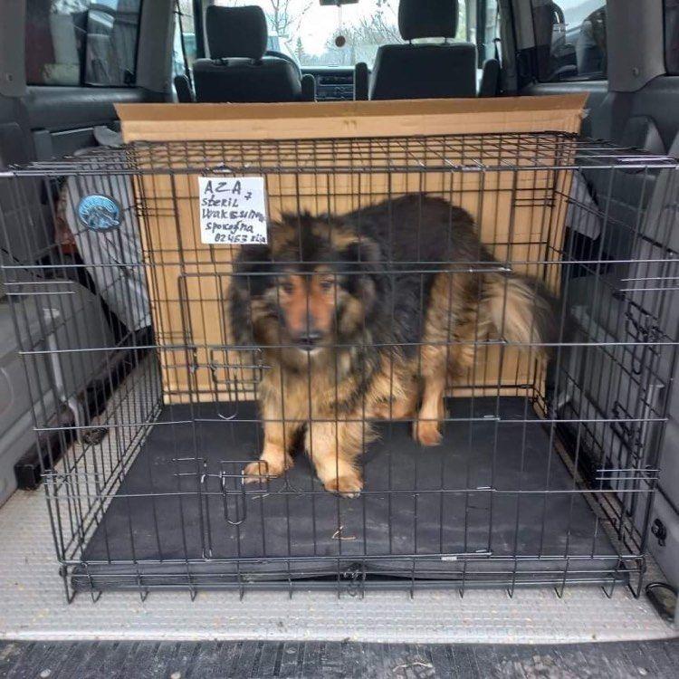 Zdjęcie Azy pochodzi ze zbioru pana Vlada, od którego pies został wzięty. <br/>fot.archiwum p. Vlada