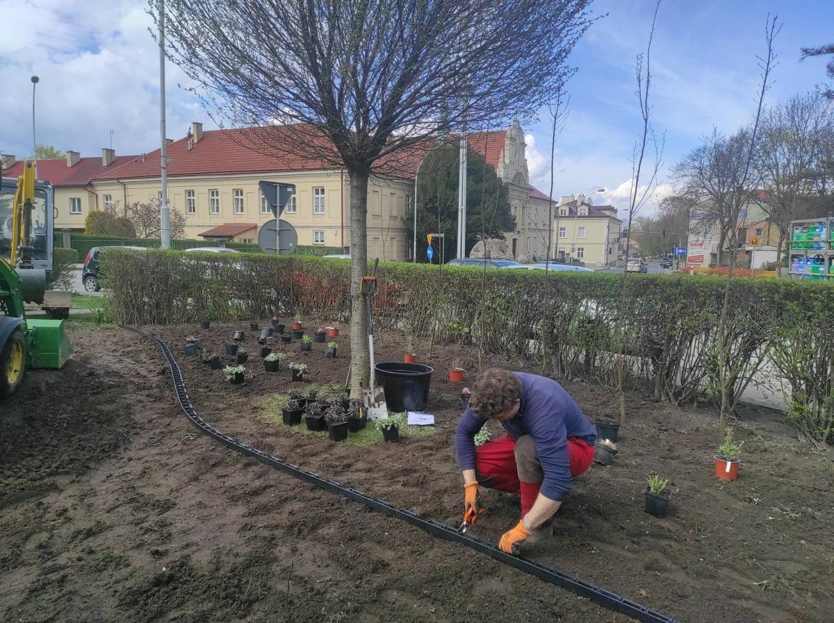W „Ogrodzie Literackim” powstała m.in. piękna rabata bylinowa, złożona z ponad 80 roślin.<br/>fot.UM Przeworsk