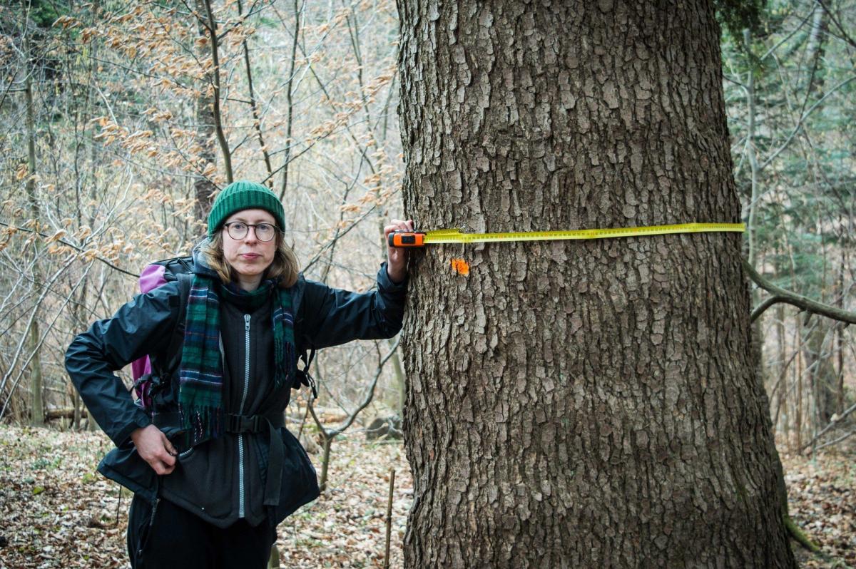 Członkowie Inicjatywy Dzikie Karpaty dojrzeli wszechobecne pomarańczowe kropki. Natrafili na przynajmniej 6 wielkich drzew przeznaczonych do wycinki, w tym dęby o obwodach 268 cm, 302 cm i 308 cm! <br/>fot.Inicjatywa Dzikie Karpaty