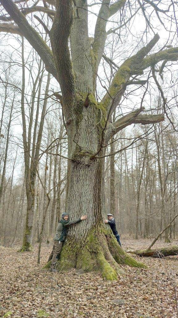 170-letni dąb szypułkowy – 502 cm obwodu i 31 m wysokości.<br/>fot.M. Kot/Nadleśnictwo Narol