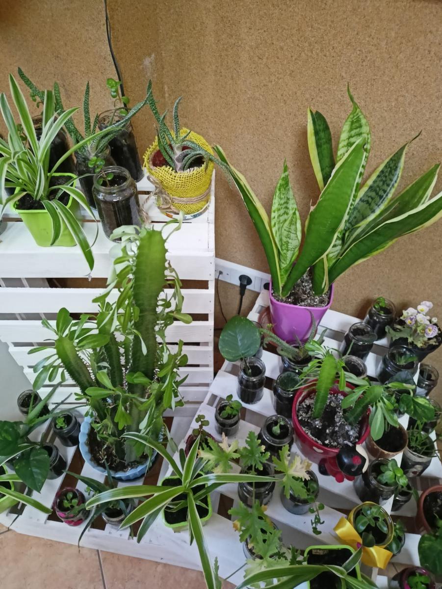 Plantcrossing w chłopickiej bibliotece cieszy się sporym zainteresowaniem. <br/>fot.Biblioteka Samorządowa i GOK w Chłopicach