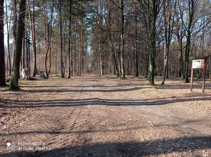 Cięć nie prowadzono w bezpośrednim sąsiedztwie miejsca kultu. Zostało ono nienaruszone.<br/>fot.Nadleśnictwo Kańczuga