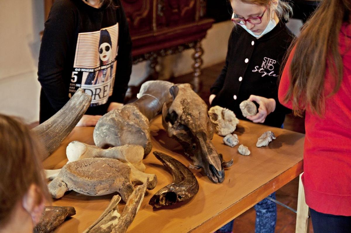 Na zajęciach uczestnicy zapoznali się z przechowywanymi w muzeum przedmiotami, którymi interesują się paleontolodzy, by wymienić: cios mamuta, róg nosorożca włochatego, czaszka prażubra.<br/>fot.ze zbiorów własnych