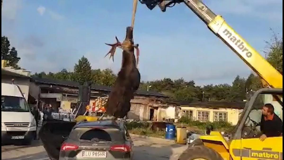 Niestety przy zderzeniu z samochodem osobowym skutki najczęściej są tragiczne dla obu stron. Wysokość łosia w kłębie wynosi do 180 centymetrów, masa ciała sięga do około 350 kilogramów, a przy specyficznej budowie cechującej się długimi kończynami, przy zderzeniu z samochodem osobowym tułów zwierzęc