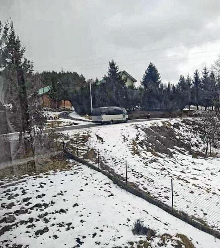  Ujęcia z okna domu. Wilk przy ogrodzeniu, obok drogi. 
