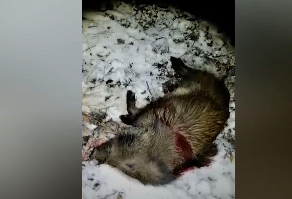 Co się stało z padłymi zwierzętami i – jeśli zostały wydane tzw. osobom trzecim – to: komu, na jakiej podstawie i dlaczego, skoro stanowiły dowód w sprawie? Większości się nie dowiedzieliśmy.<br/>fot.ze zbiorów własnych