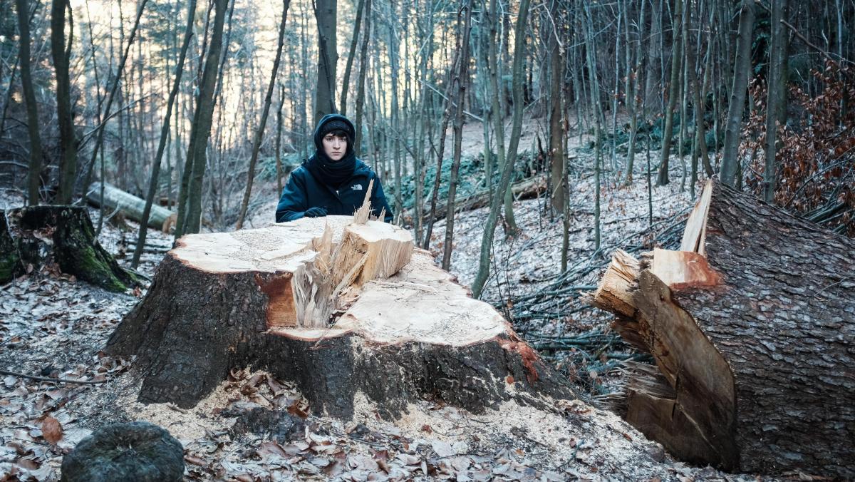 Po wycince, styczeń 2022.<br/>fot.Inicjatywa Dzikie Karpaty