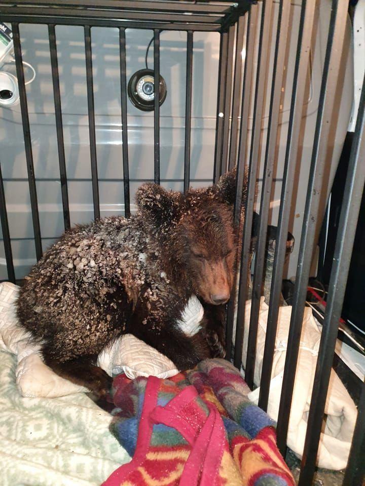Młodego niedźwiedzia brunatnego nie udało się w Przemyślu uratować.<br/>fot.www.facebook.com/ośrodek rehabilitacji zwierząt chronionych