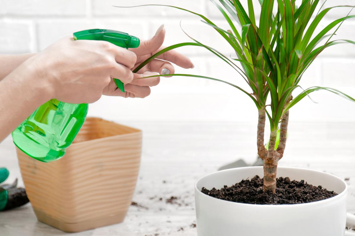 Dlaczego dracena gubi licie? - wiadomoci