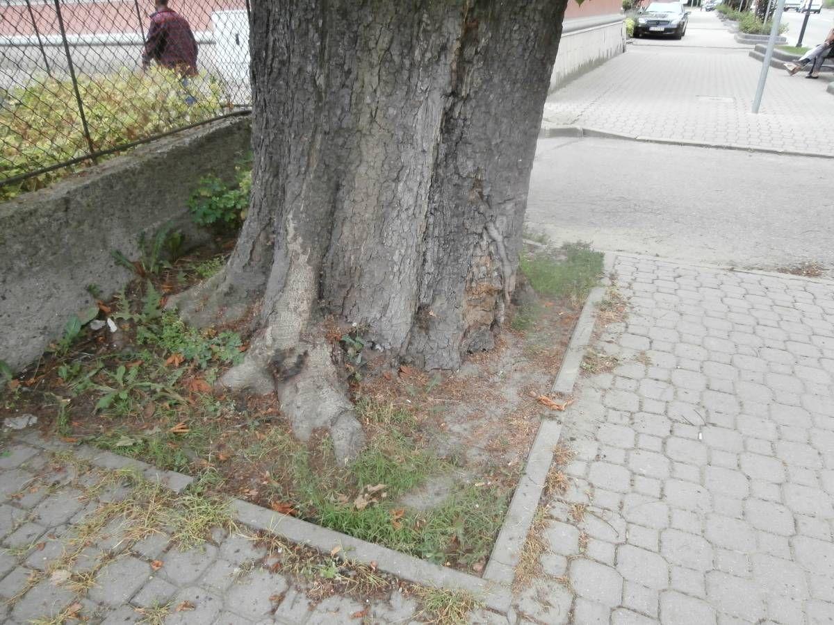 Kasztanowiec na Jana Pawła II po badaniach dendrologicznych okazał się być w bardzo złym stanie. <br/>fot.UM Jarosław