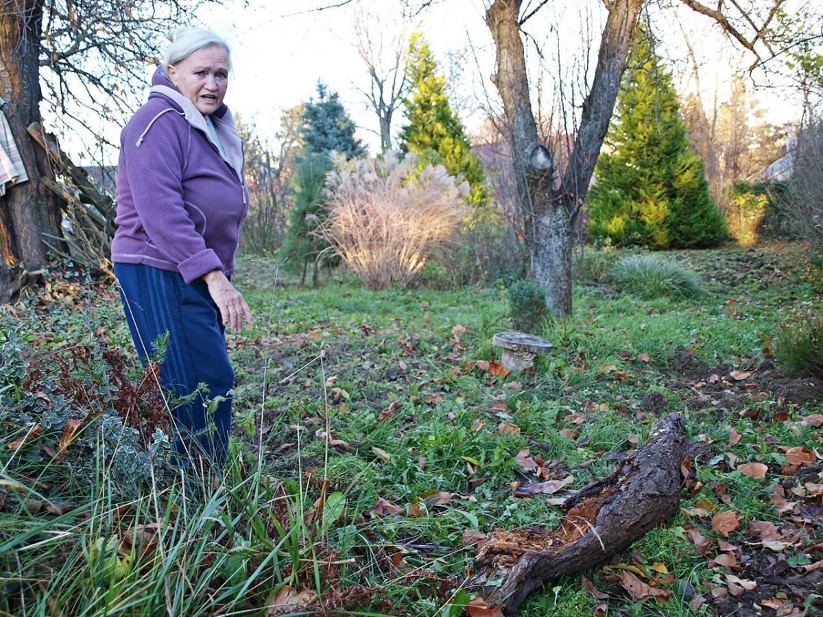 – Dla nich nie ma pór roku. Przychodzą ciągle. Najczęściej jednak wiosną i jesienią. Idą całe stada i niszczą wszystko. Zaczynają od cebulek kwiatów. Lilie, tulipany, hiacynty... Wszystko wywalone – bezradnie rozkłada dłonie pani Marta Koprowska.<br/>fot.Mariusz Godos