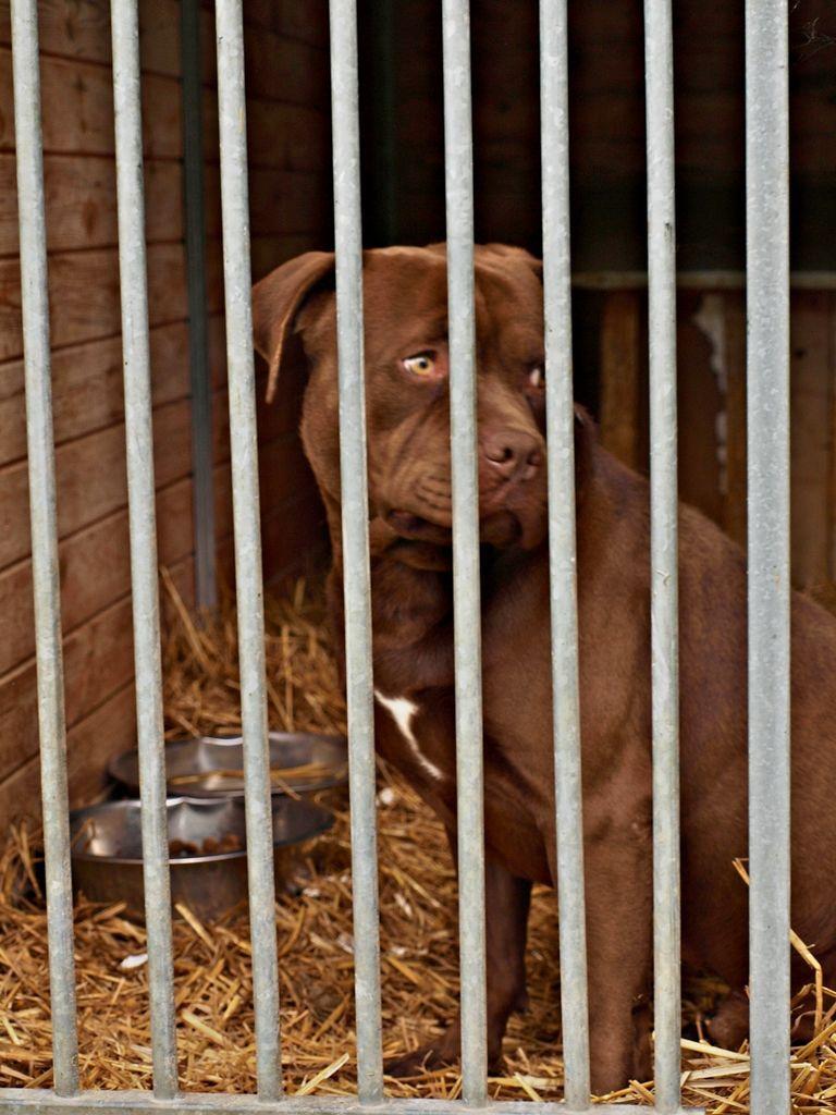Joker (na zdjęciu) i Katalaja po ponad roku opuściły Schronisko dla Bezdomnych Zwierząt w Orzechowcach.<br/>fot.Mariusz Godos