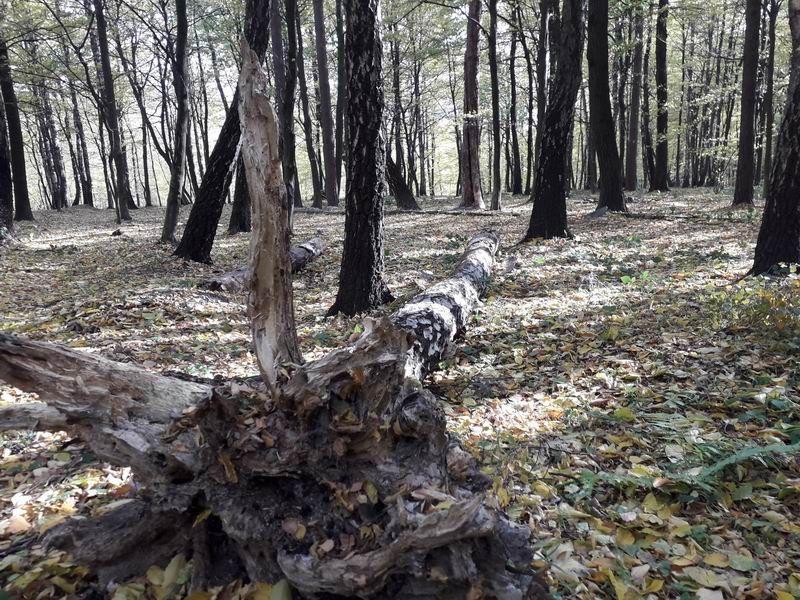 W parku na Lipowicy nietrudno natknąć się na powalone drzewa. Takich, które wyglądają tak, jakby za chwilę miały runąć, też nie brakuje – alarmuje mieszkaniec miasta.<br/>fot.Urszula Gielo