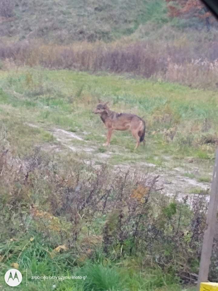 Wilk w Korzeńcu
