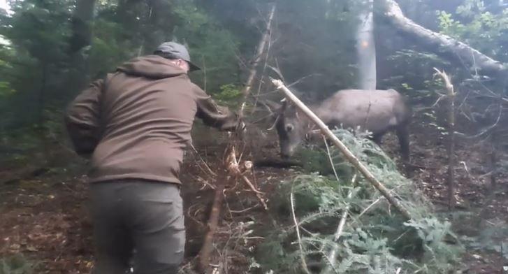 Stalowa linka trzymała wieniec byka w trzech miejscach. Wyswobodzić go nie było łatwo. Zwierzę mocno się szamotało.<br/>fot.kadr z filmu