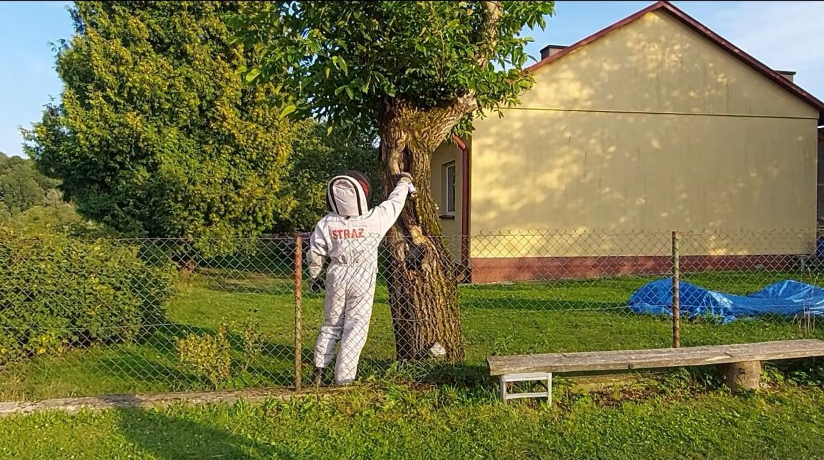 Strażacy przystąpili do akcji. Jeden z nich, ubrany w specjalny sprzęt przypominający strój pszczelarski, za pomocą zapachowego środka w aerozolu szybko wypłoszył intruzów.<br/>fot.Artur Wilgucki