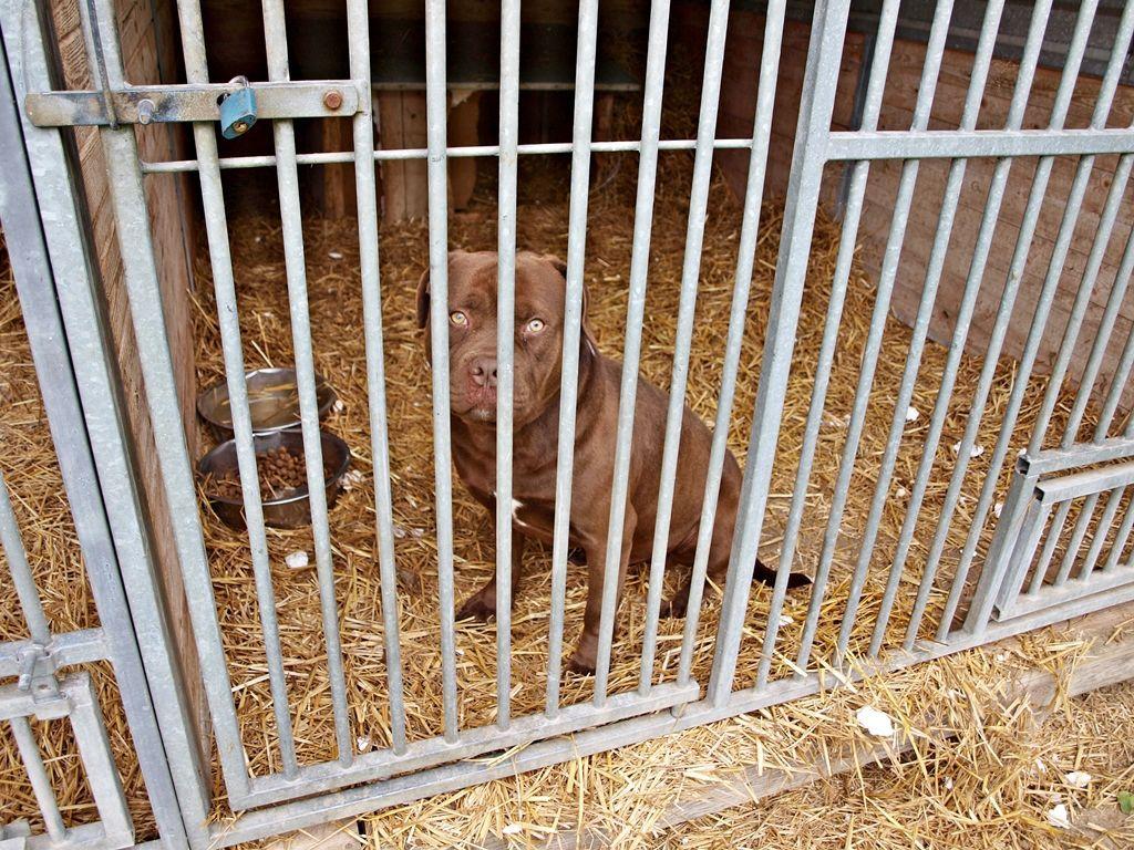 Decyzję o losie bezpańskich pitbulterierów (na zdjęciu Joker) na szczeblu lokalnym powinien w przyszłości podjąć prezydent miasta Przemyśla Wojciech Bakun. Obecnie psy są zabezpieczone przez przemyską prokuraturę jako dowody w sprawie, wciąż przebywając w Schronisku dla Bezdomnych Zwierząt w Orzecho