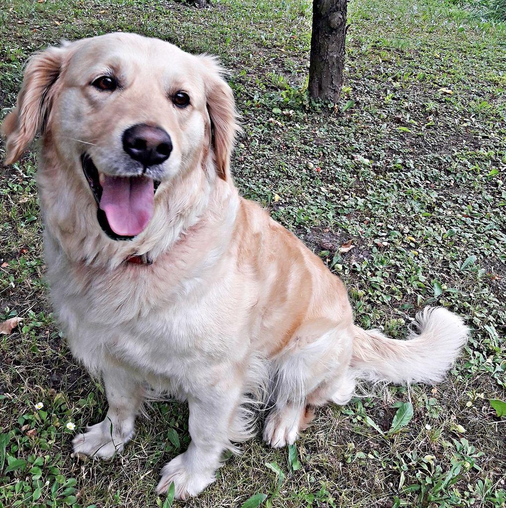 Lucy ma 7 lat. Jest przesympatyczną suczką rasy golden retriver. Jest uciekinierką z zamiłowania. Zawsze się jednak znajduje. Niedawno pokonała niemal 10 km z Hureczka do Rożubowic. Jej wycieczka będzie prawdopodobnie kosztować właścicielkę 2 tys. zł.<br/>fot.ze zbiorów własnych