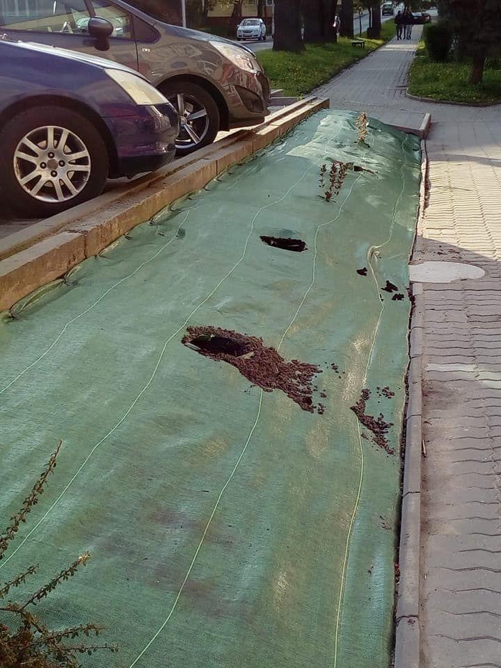 Ledwie kilka dni wytrzymały krzewy nasadzone na skarpie przy parkingu obok popularnego blaszaka przy ul. Glazera. Chuligani zniszczyli część z nich.<br/>fot.ze zbiorów własnych