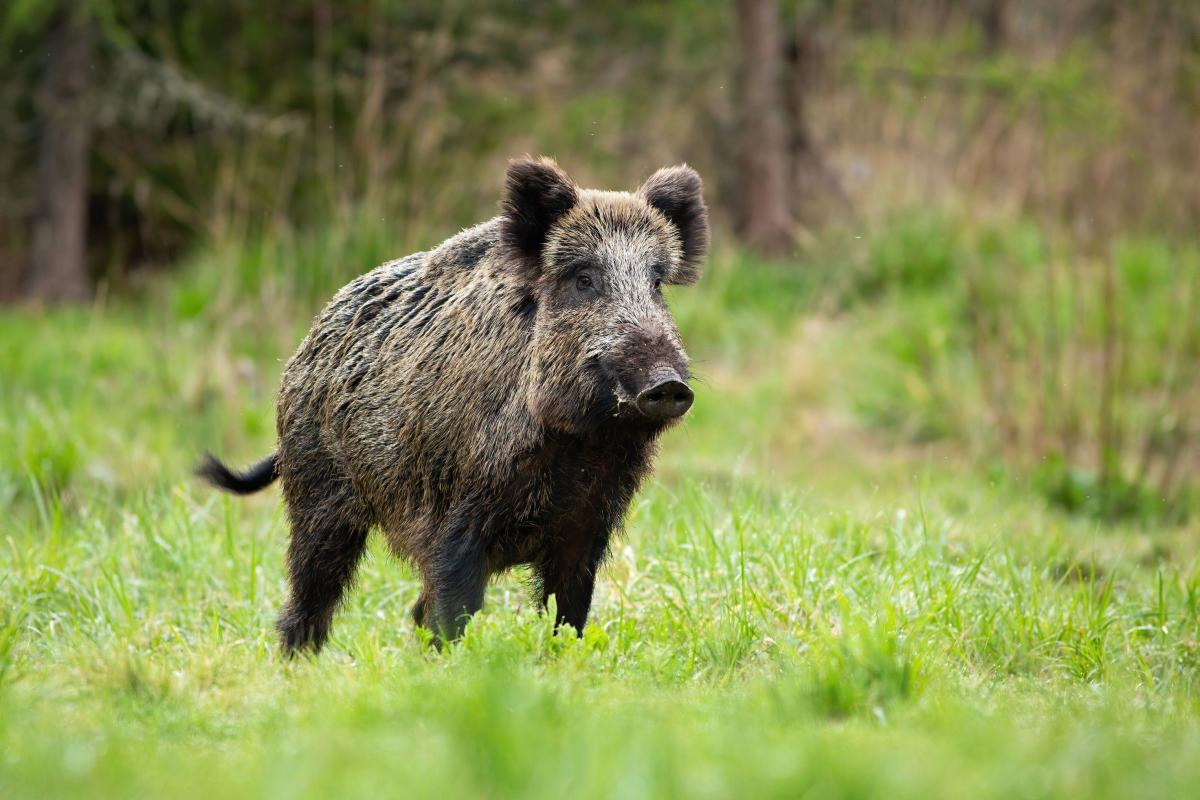Podjęcie zdecydowanych środków w walce z wirusem jest również konieczne ze względu na gospodarstwa utrzymujące trzodę chlewną na terenie województwa podkarpackiego oraz funkcjonujące w tym obszarze rzeźnie świń i inne zakłady związane z produkcją wieprzowiny.<br/>fot.zbiory własne