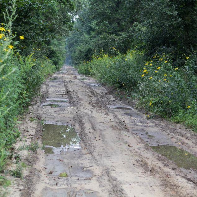 Leśny odcinek trasy Green Velo w gminie Radymno został przytoczony jako przykład drogi, która może być wyzwaniem dla rowerzystów.<br/>fot.Bartłomiej Pacek