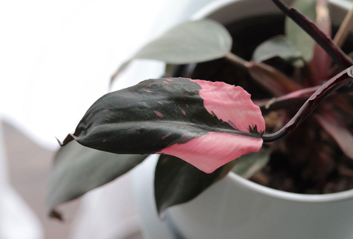 Filodendron Pink Princess