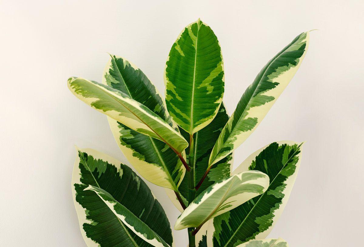 Efektowny Ficus Elastica Variegata, czyli figowiec sprężysty.