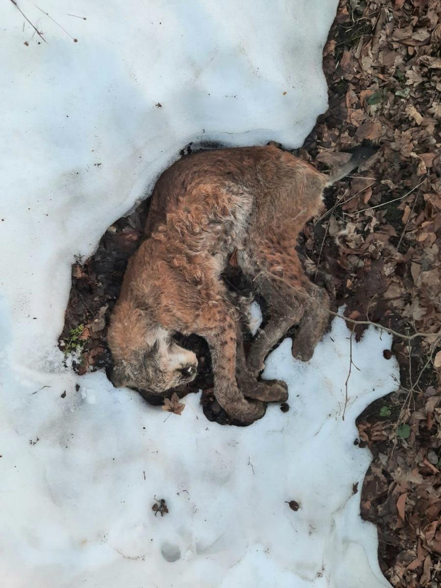 Kiedy pod Wapielnicą zeszły śniegi, leśnicy z Nadleśnictwa Krasiczyn okryli przykry widok. Martwy, wychudzony ryś. Musiał długo leżeć pod pokrywą śniegu.fot.Tomasz Ogonowski/Nadleśnictwo Krasiczyn