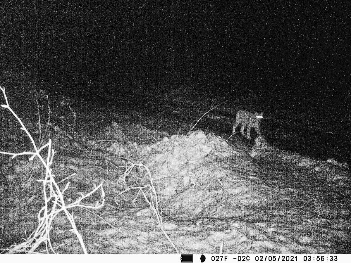 Jak podejrzewają leśnicy, ryś w nasze tereny zapuścił się w poszukiwaniu partnerki.<br/>fot.Jerzy Okojew