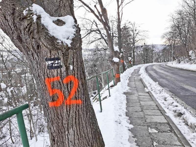 Pomarańczowa numeracja na drzewach przy Bielskiego zwróciła uwagę mieszkańców.<br/>fot.Urszula Gielo