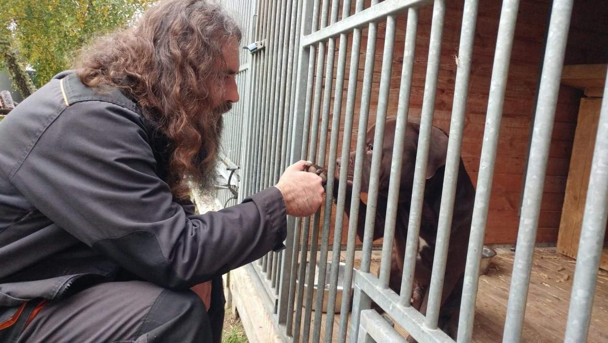 Od końca września ub.r. pitbull teriery cały czas przebywają w Schronisku dla Bezdomnych Zwierząt w Orzechowcach.<br/>fot.ze zbiorów własnych