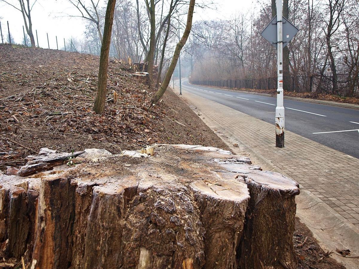Przy ulicy Paderewskiego w Przemyślu, na skarpie tuż nad drogą prowadzącą na osiedle Kazanów, wyciętych zostało kilkanaście drzew.<br/>fot.Mariusz Godos