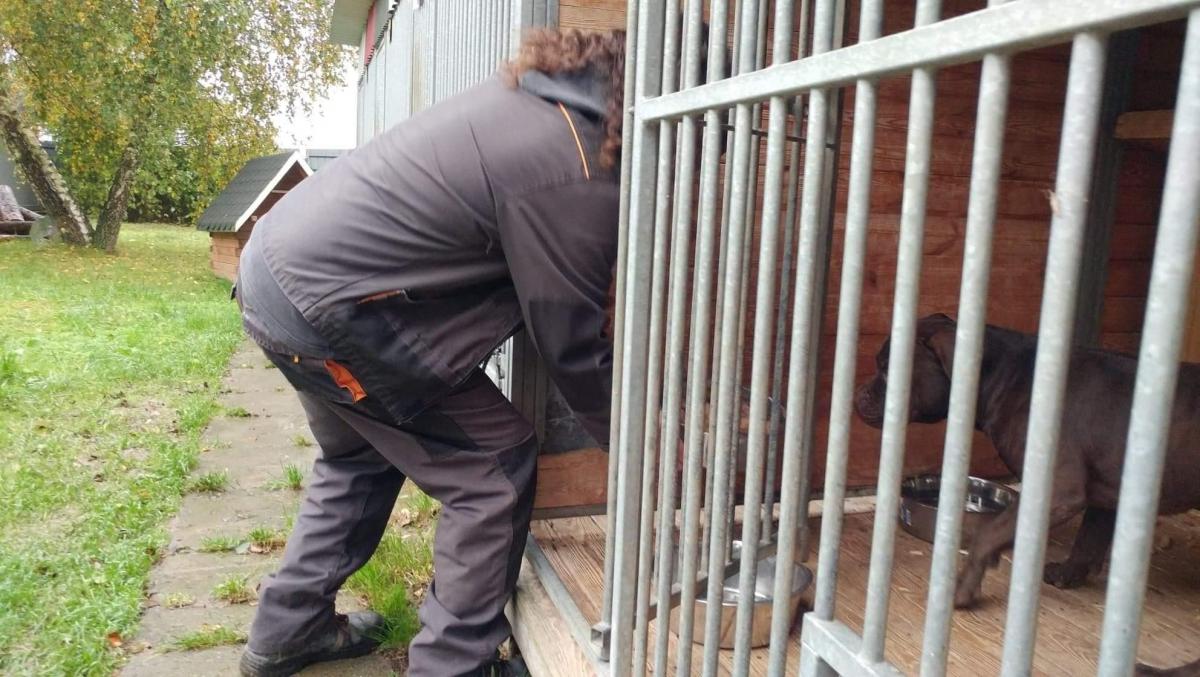 Przemysław Grządziel kocha zwierzęta, jako jedyny jest jeszcze w stanie wejść do klatki, w której przebywają pitbull teriery. I oby zawsze z niej wychodził.<br/>fot.ze zbiorów własnych