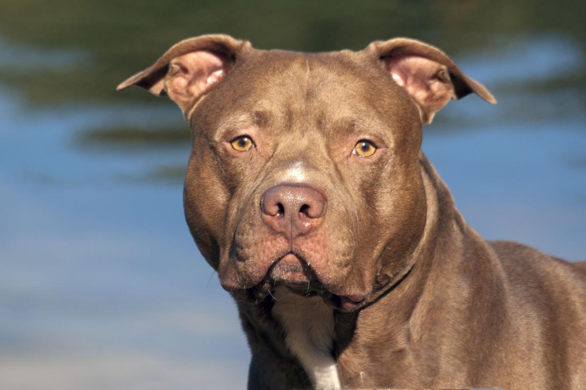 Pies rasy amstaff widnieje na liście ras psów agresywnych. Pod numerem jeden. Są różne opinie na ich temat. Powszechnie uznawane są za bardzo niebezpieczne, ale – jak wskazują specjaliści – z natury są niezwykle stabilne emocjonalnie, opanowane i ciężko jest je sprowokować czy wyprowadzić z równowag