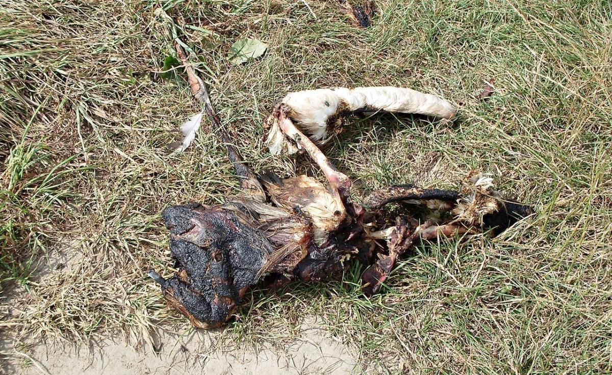 Zwęglone zwłoki bociana znalazła przewodnicząca Zarządu Osiedla nr 15 „Marii Konopnickiej” Wioletta Ochalska. Tego, czy rzucony został do ogniska, gdy jak jeszcze żył, czy kiedy był już martwy, nie dowiemy się nigdy. Faktem jednak jest, że ten lub ci, którzy to zrobili, są zwykłymi zwyrodnialcami.<b