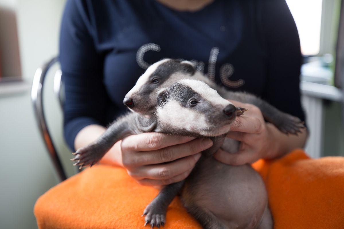 Pod koniec lipca br. Karol i Karolina ważyły po ok. 7 kg. Mają pięć miesięcy. Kiedy będą w pełni dorosłe, podwoją wagę. Kontakt z człowiekiem ograniczany jest do niezbędnego minimum. Po to, aby dały sobie radę na wolności.<br/>fot.Dariusz Lichota