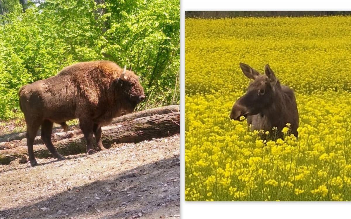 Żubr widziany 16 maja przy drodze w Reczpolu (fot. Piotr Gerula). Klępa spotkana 16 maja niedaleko fortu VIII Łętownia (fot.nadesłąne przez Czytelnika).
