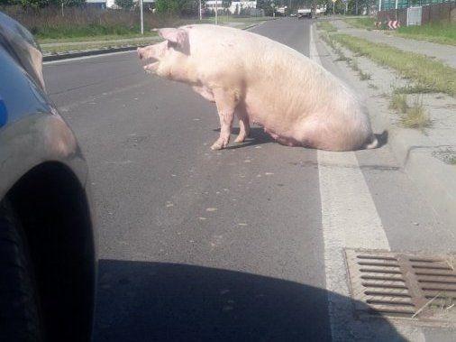 To było bardzo nietypowe zgłoszenie. Policyjny patrol z KPP w Leżajsku musiał interweniować, bo na ulicy siedziała sobie... świnia.<br/>fot.KPP Leżajsk