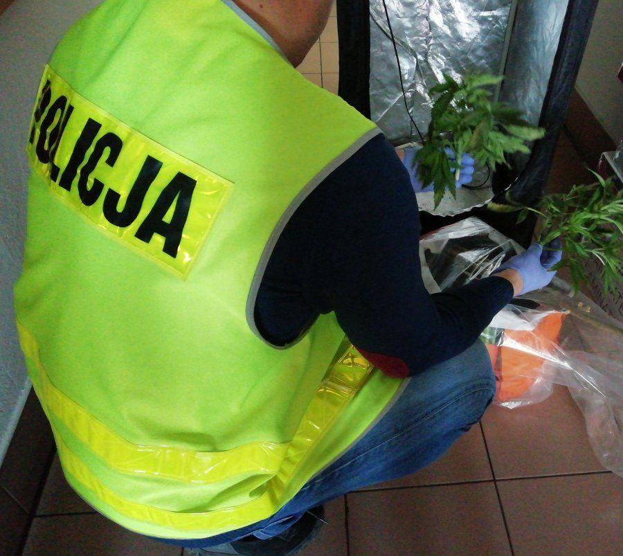 Podczas przeszukania mieszkania 27-latka, kryminalni z Brzozowa zabezpieczyli zestaw do uprawy roślin z lampami oraz torbę z ziemią, w której rosły dwa krzewy konopi. <br/>fot.KPP Brzozów